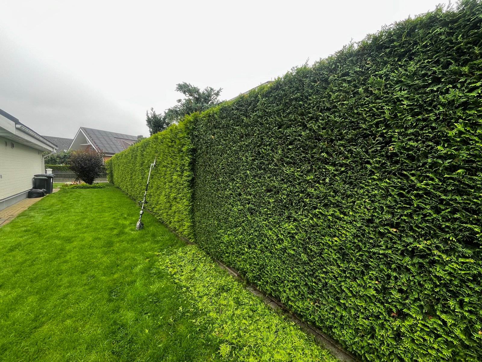 Trąšos tujoms su dideliu kiekiu kalio ir fosforo. Padės tujoms išlikti sveikoms, ryškiai žalioms ir apsaugos nuo žiemos šalčio.