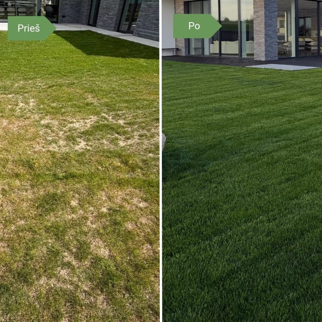 Vejos būklė prieš ir po tręšimo pavasarinėmis vejos trąšomis