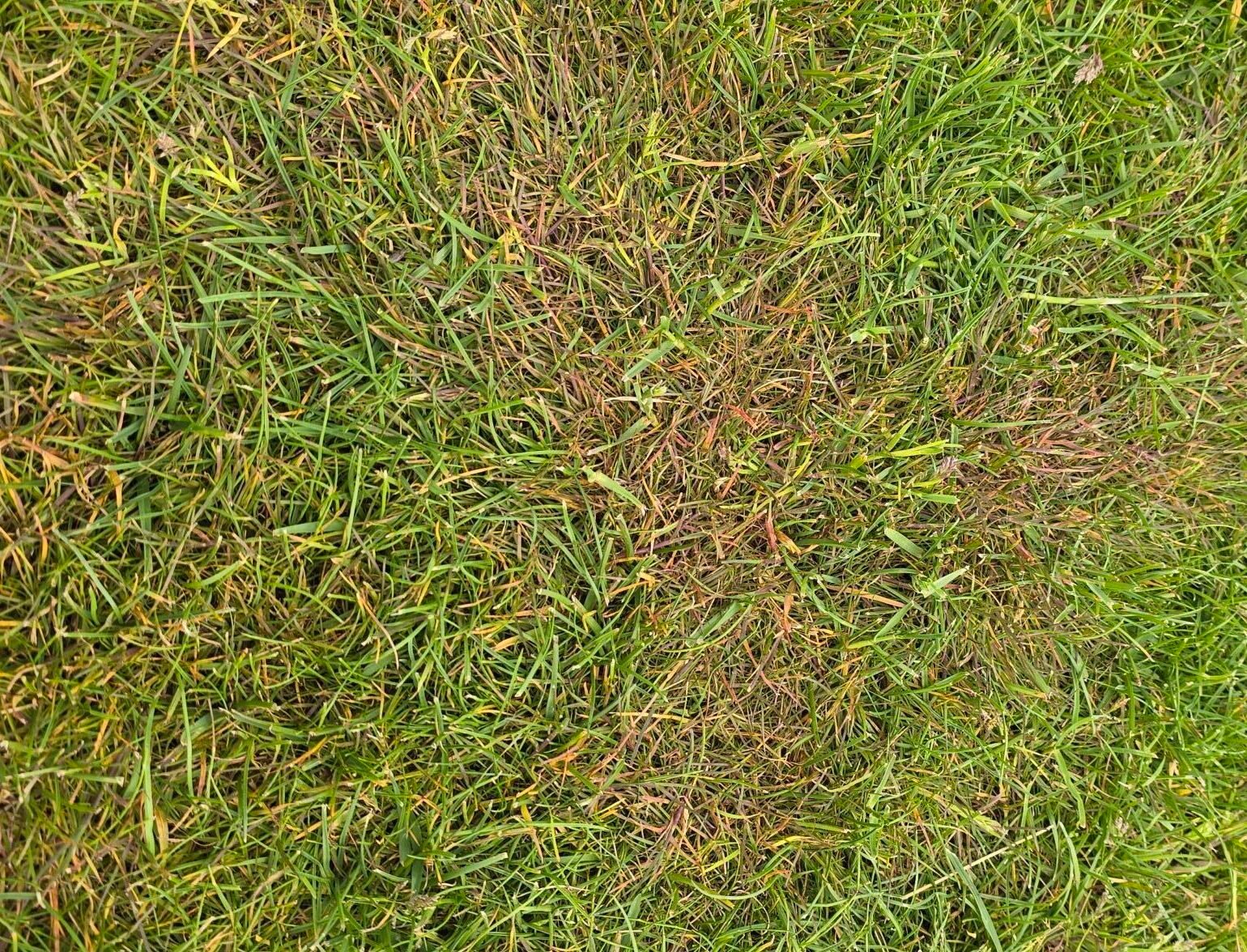 Raudonsiūlė vejoje – rausvi siūlai ir azoto trūkumo požymiai